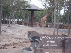 -清迈夜间动物园