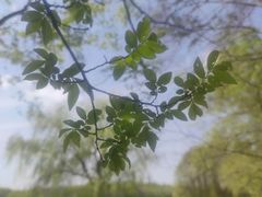 -上海共青森林公园