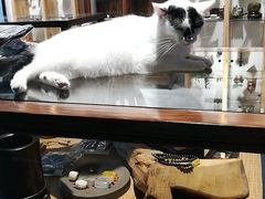 -灵龟之家百象馆(百象馆联合旗舰店)