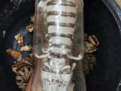 -仙本那小型鱼市