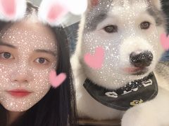 -Husky Go! 哈士奇体验馆·宠物咖啡厅狗咖