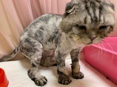 -美联众合动物医院·24h转诊中心