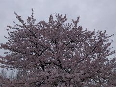 -高东镇樱花园