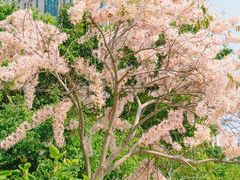 -深圳国际园林花卉博览园