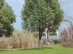 -九里河湿地公园