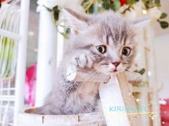 -十年猫舍·猫咪专门店(普陀店)