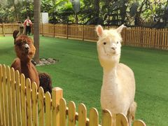 -呀路古热带植物园