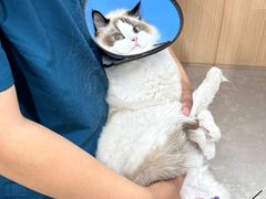 -米苏动物医院·犬猫专科·骨科外科内窥镜