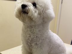 -芭比堂动物医院广州顽皮分院