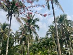 -中国科学院西双版纳热带植物园