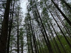 -蜀冈西峰生态公园