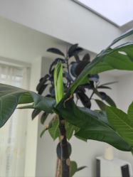 -HEYAN荷妍专业脱毛连锁机构