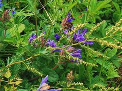 -白草畔自然风景区