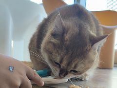 -藏猫猫咖啡主题馆(中央大道店)