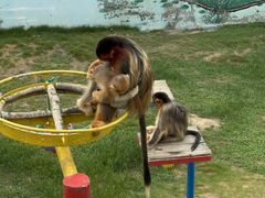 -西霞口神雕山野生动物世界