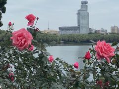 -荔湾湖公园