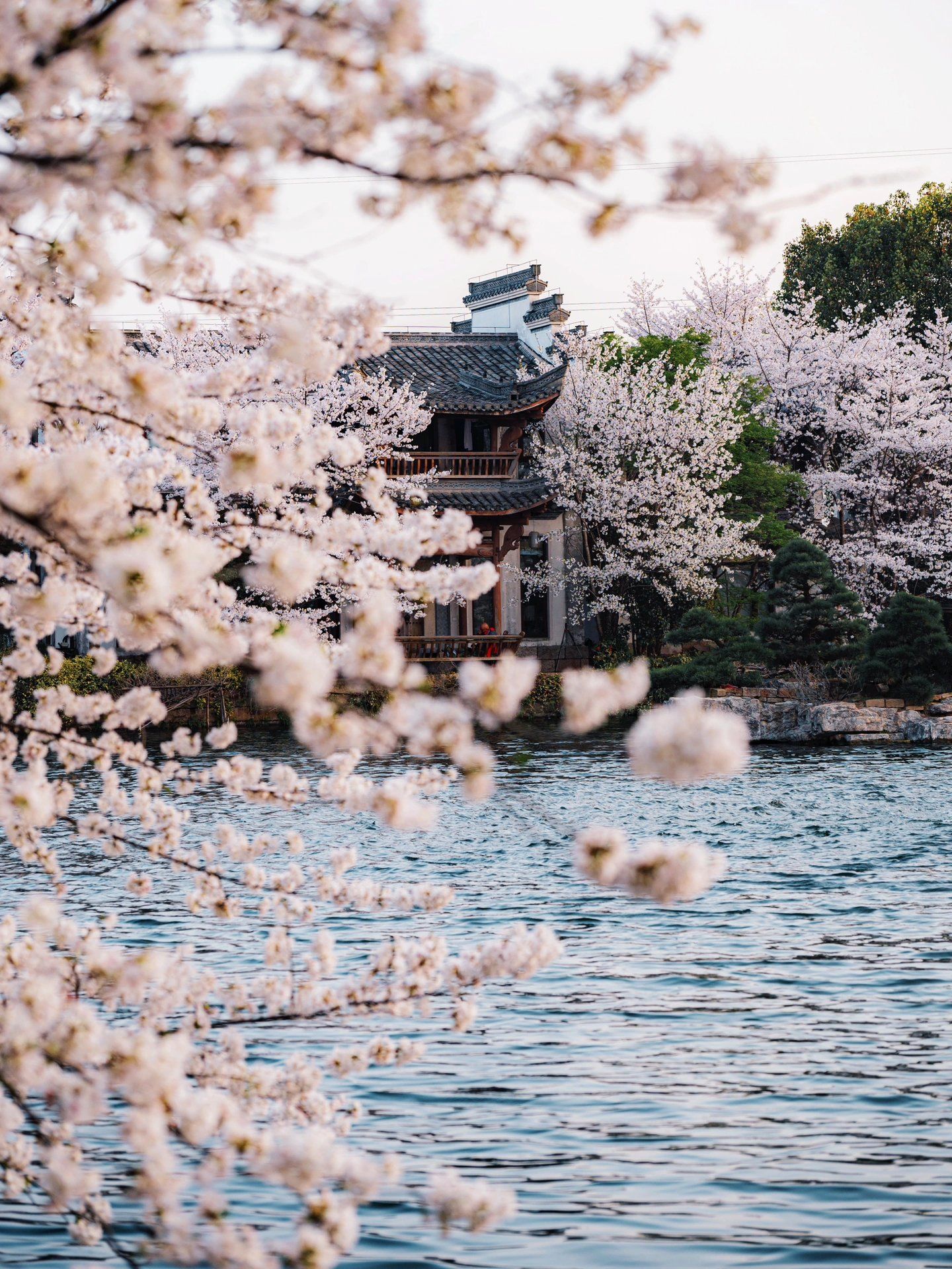 樱花季的美景日记