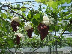 -马陆小张葡萄园农家乐