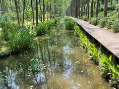 -合肥滨湖国家森林公园