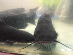 -湄公河秘制烤鱼(西双十贰城商业中心店)