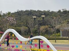 -野狸岛