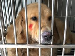 -美美酱宠物(外运路小区店)