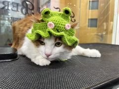 -车接车送·寄养洗护·德文猫舍(大宁店)