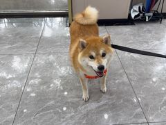 -瑞鹏宠物医院·骨外科·心肾科·肿瘤科(九亭店)