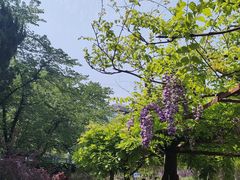 -嘉定紫藤园