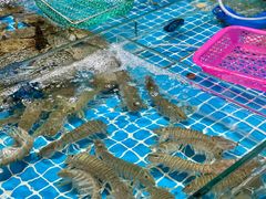 -鸿港海鲜批发市场