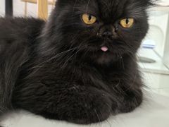 -喵园·猫主题咖啡厅·撸猫·猫咖(国贸店)