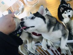 -Husky Go! 哈士奇体验馆·宠物咖啡厅狗咖