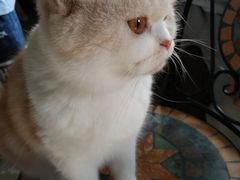 -猫猫幼稚园·撸猫·桌游·电玩