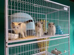 -猫十亿·布偶金渐层·曼基康矮脚猫舍(青年路店)