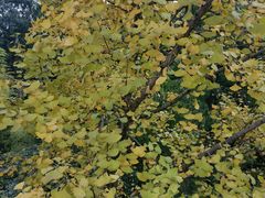 -重庆市江北嘴中央商务区中央公园