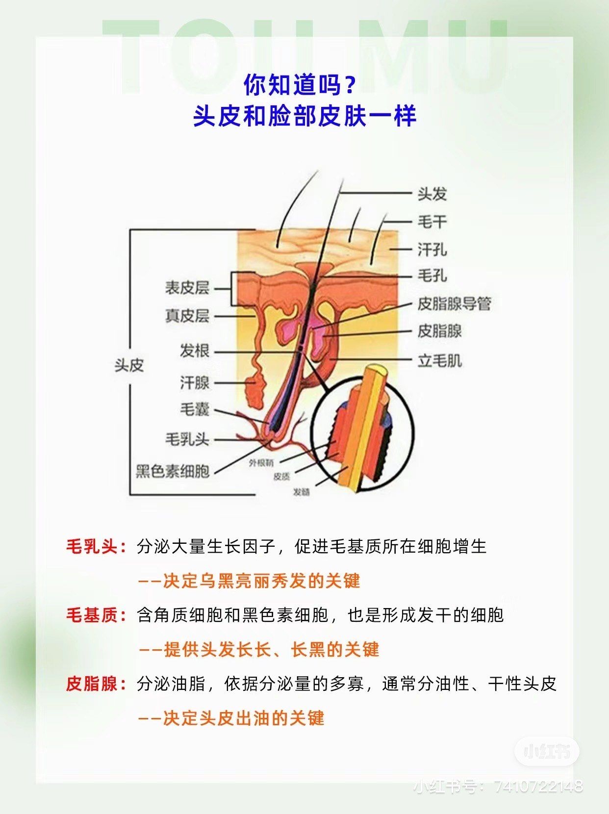 头皮知识