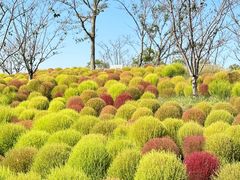 -花开海上生态园