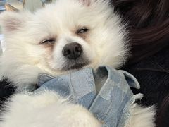 -怪兽屋·羊驼·猫咖·狗咖(俊华广场店)