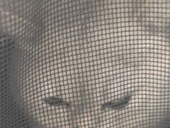 -纳吉亚猫专科动物诊疗中心(蒋宅口分院)