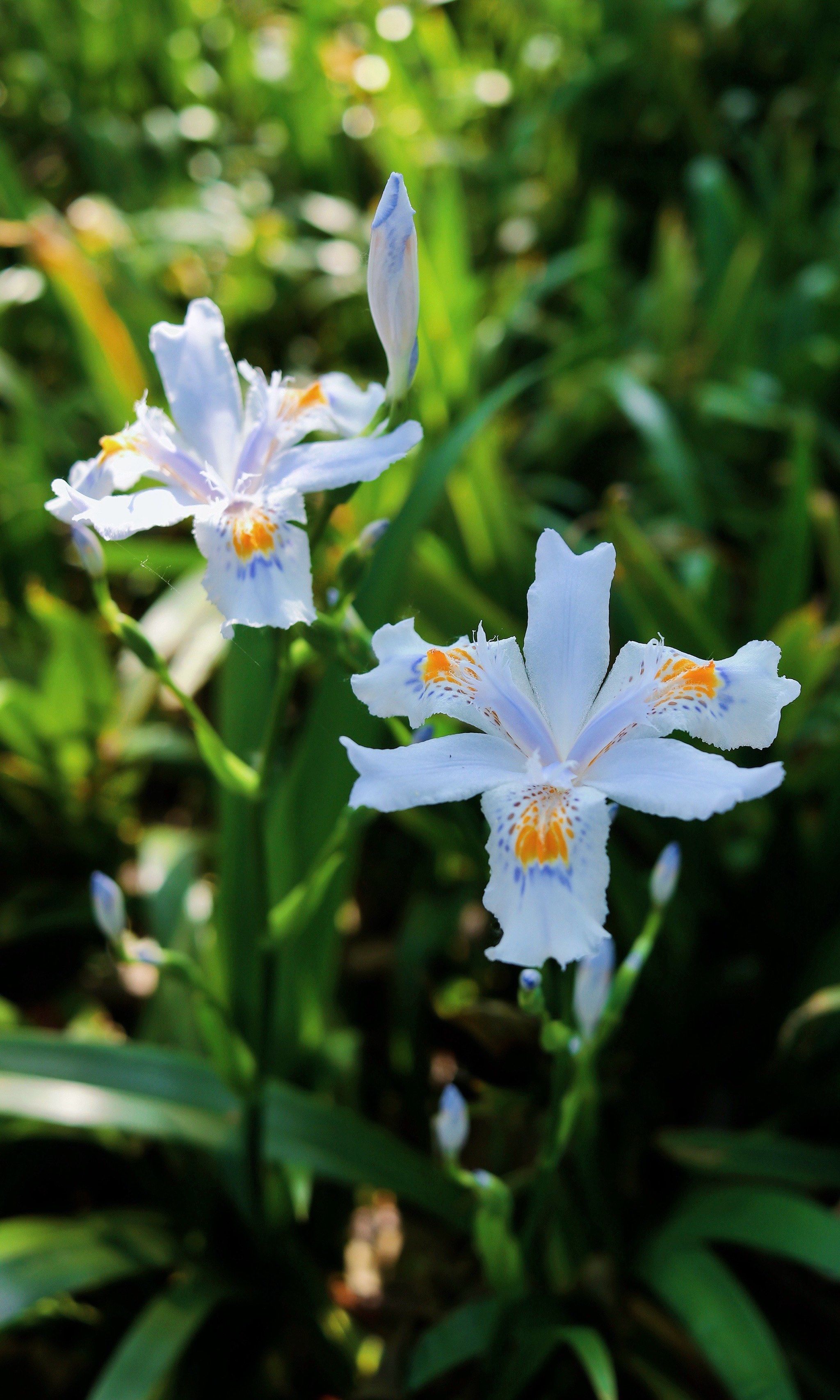 春天,来烈士公园看繁花似锦