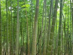 -上海佘山国家森林公园天马山园