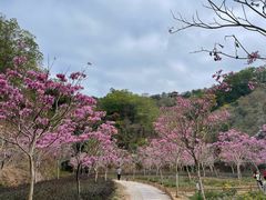 -红花湖景区