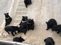 -东方熊牧场