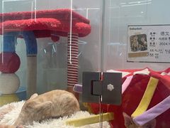 -babydoll猫舍·米努特·德文·缅因(久光中心店)