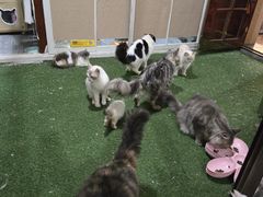 -楼上猫咖(罗湖店)