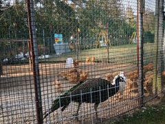 -前小桔亲子创意农场·草莓采摘·露营烧烤