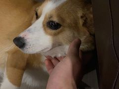 -PETKIT小佩宠物·低压洗护(国顺东路店)