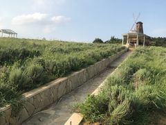 -大塘金香草谷