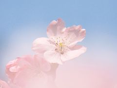 -顾村公园