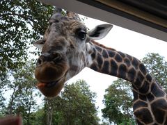 -清迈夜间动物园